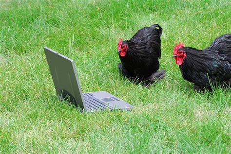 Image result for Hen Using a Computer