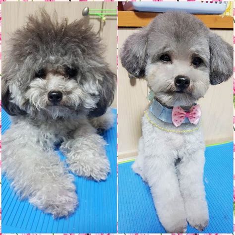 Poodle haircuts top 35 amazing poodle cut images – Artofit