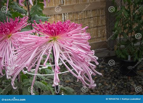Pink Spider Chrysanthemum Japanese Flower in the Garden Stock Photo ...