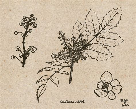Oregon Grape — Bacopa Moon