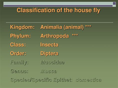 Phylum Arthropoda Classes