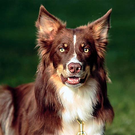Border Collies, Australian Shepherds, Bengal Cats, Breeder of Merit