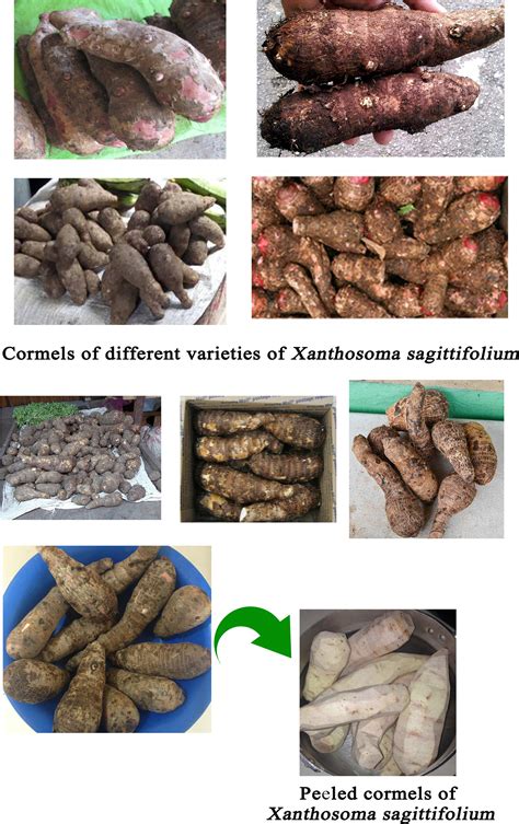 Utilizing cocoyam (Xanthosoma sagittifolium) for food and nutrition security: A review - Boakye ...