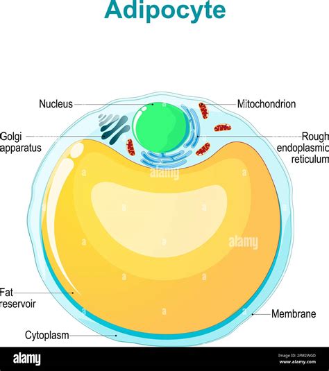 Fat Cell Structure 的图像结果