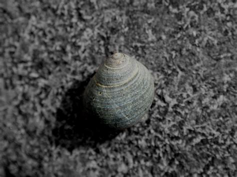 Image result for Blue Shell Song