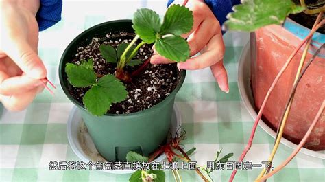 草莓苗的种植方法，学完再也不用花钱买草莓了-种植技术-中国花木网
