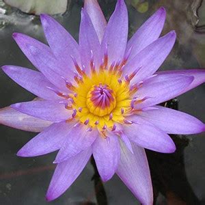 VibeX TLX-24 - Lotus for Planting Water Lily - (270 Seeds) Seed Price ...
