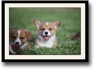 Welsh Corgi Puppies Fine Art Print - Animals posters in India - Buy art ...