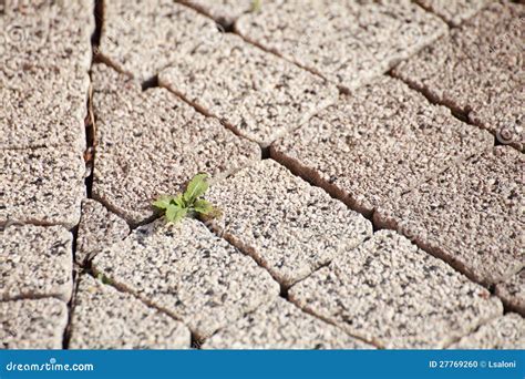 Texture of old stone floor stock photo. Image of surface - 27769260