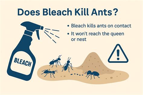 Does Bleach Kill Ants?