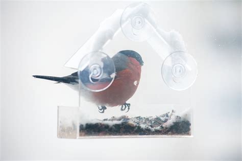 How To Attract Birds to a Window Feeder: Tips and Tricks