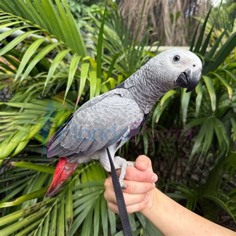 Congo African Grey