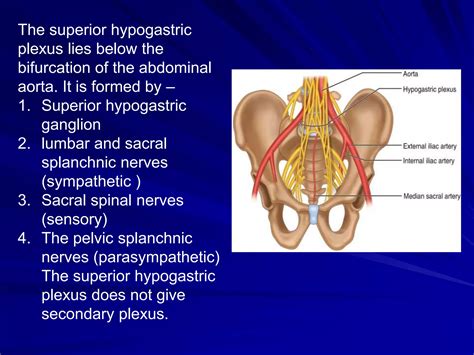 The Sympathetic Nervous System | PPT