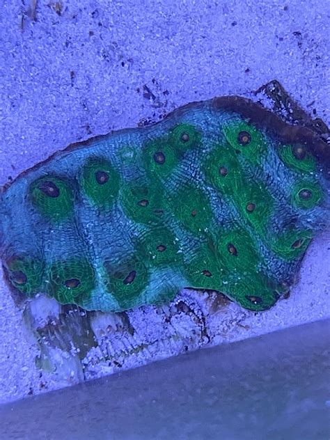 please please please don't tell me this teeny little chip has compromised the structural ...