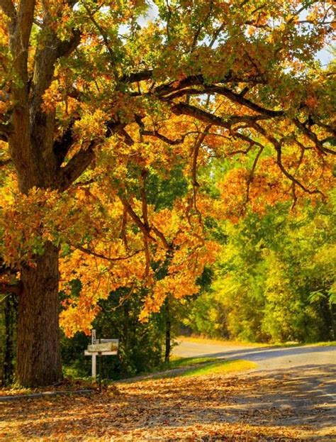 Image result for Outside Fall Trees