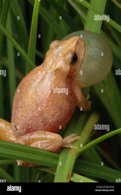 Image result for Spring Peeper Sound