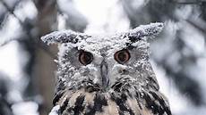 Owl Wallpapers For Desktop by Free Owl Wallpapers Pixelstalk Net Owl Wallpapers For Desktop