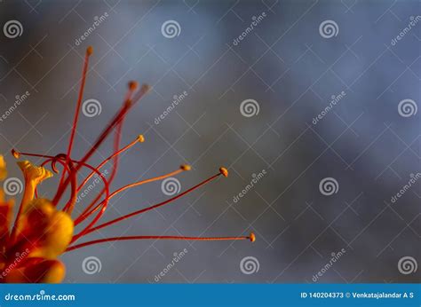 Filaments and Anther of a Flower - Close Up Stock Image - Image of ...