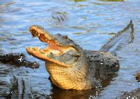 Image result for Exploding Alligator GIF