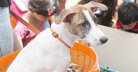 Shocking! Gurgaon Man Flings Puppy Off The Balcony For Damaging His ...