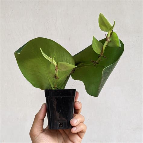 Rhaphidophora Hayi - Rhaphidophora - soiled.in