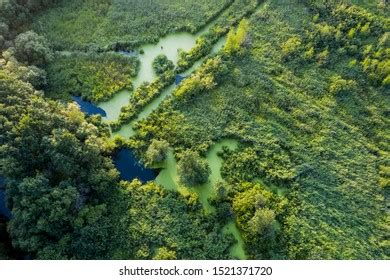 Swamp Aerial View 的图像结果