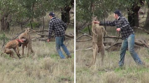 Kangaroo Boxing Human