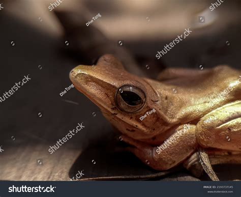 Image result for Alaskan Tree Frog