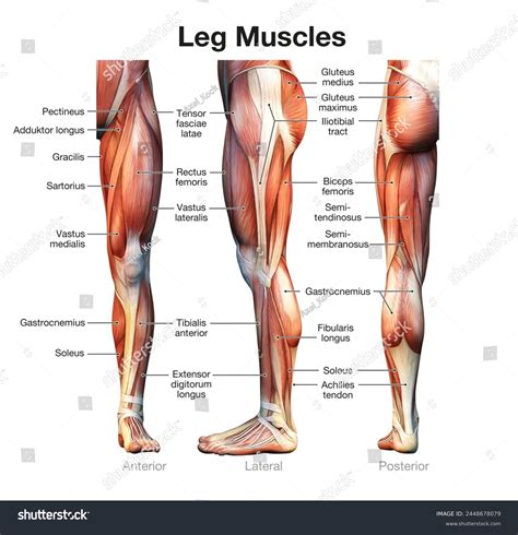 Quads And Hamstrings