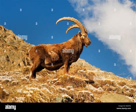 Alpine ibex in winter hi-res stock photography and images - Alamy