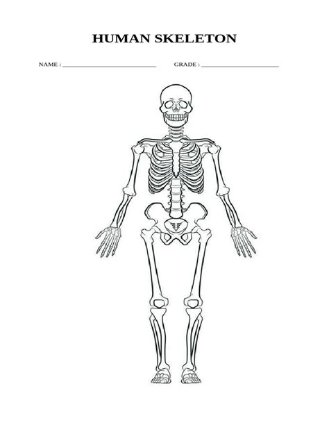 Image result for Basic Human Skeleton PDF