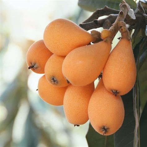 Buy Loquat Fruit Plant Live Tree – Up to 50% OFF – The Nursery Live