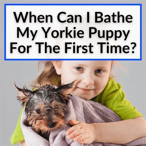 When Can I Bathe My Yorkie Puppy For The First Time?