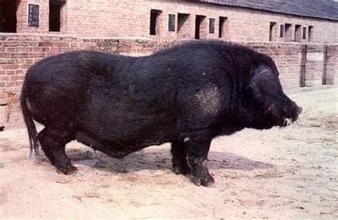 黑猪图片大全 中国十大黑猪品种是哪些 什么品种的黑猪最好 - 致富热