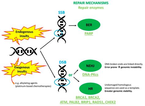 BRCA in Gastrointestinal Cancers: Current Treatments and Future ...