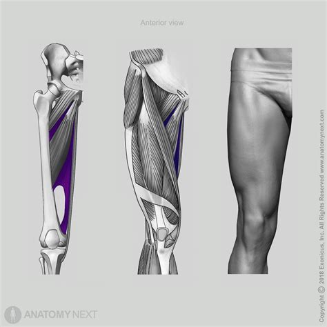 Adductor magnus | Anatomy.app