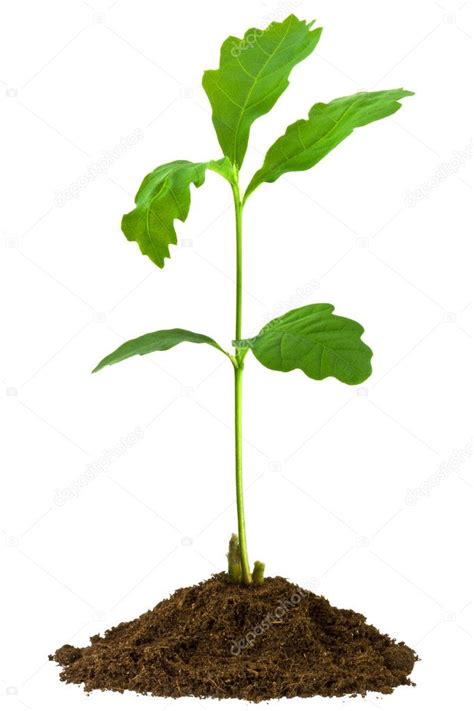 Image result for Small Oak Tree Sapling