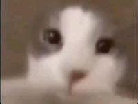 Image result for Cat HTML Code