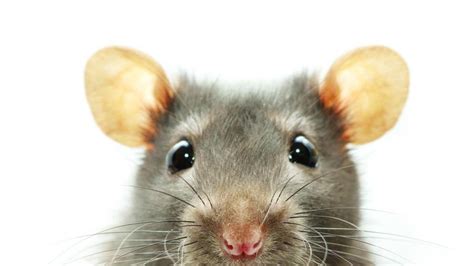 ¿Por qué tenemos tanta aprensión a las ratas?