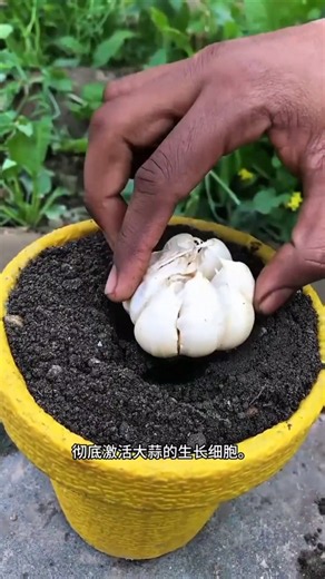 Growing Garlic at Home 🧄 From a Single Clove to Fresh Garlic Bulbs 🌿 #shorts