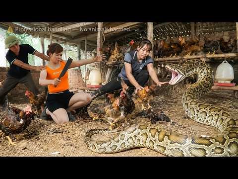 72 Hours of Panic - Giant Python Invades Chicken Farm, Attacks Girl While She Sleeps