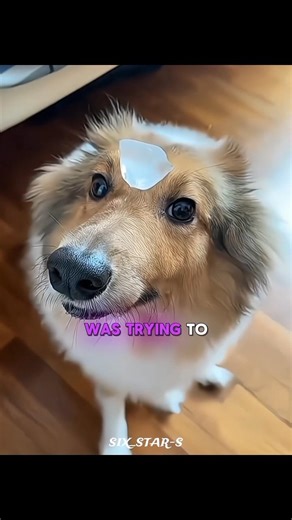 Ice Test Reveals Their True Personalities 😂🐶❄️