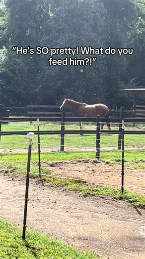 Understanding APHA and Horse Nutrition