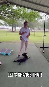 "How Dog Training Patterns Build Confidence and Clarity "