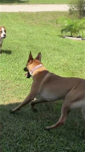 Hard at work at zoomies inc. #doggielife #dogsofyoutube #petsrule #belgianmalinois #pitbull #pets