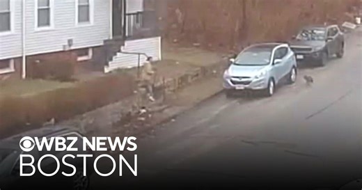 Woman attacked by potentially rabid fox in Massachusetts