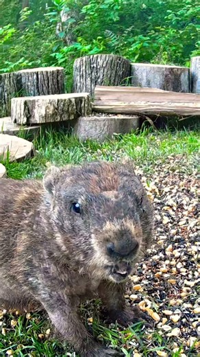 Rare Daytime Groundhog Up Close 👀