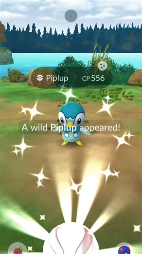 POKEMON GO PIPLUP COMMUNITY DAY CLASSIC 🐧 50+ Shiny Catch Hunt!