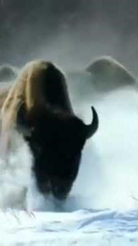 Natures Deadliest battle#wildlife # wolves v bizon# wolves hunting#loups ataque bison#wildlife