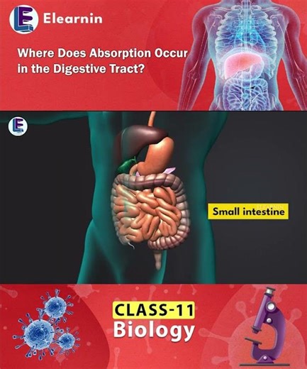 Portal Circulation and Coronary Circulation | Double Circulation | Class 11 Biology | Human Heart